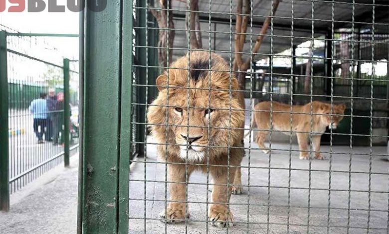 مرگ دلخراش نگهبان باغ وحش اراک در پی حمله شیر / فیلم – بلاگی ها