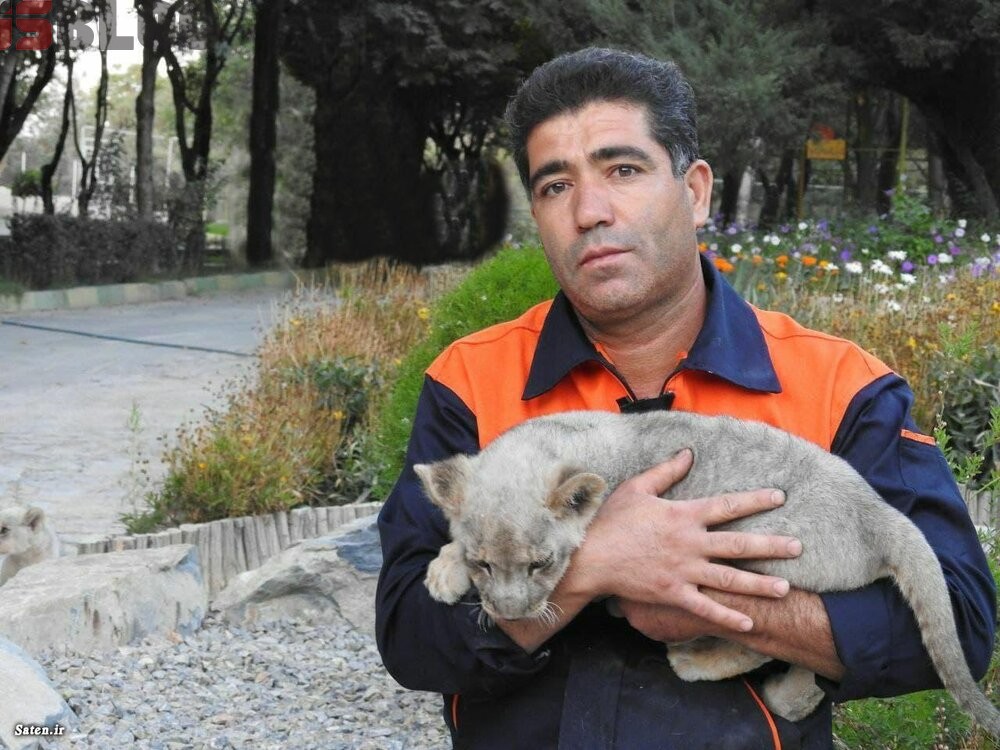 تصاویر نگهبان جانباخته حادثه باغ‌وحش اراک پس از حمله دو شیر / عکس