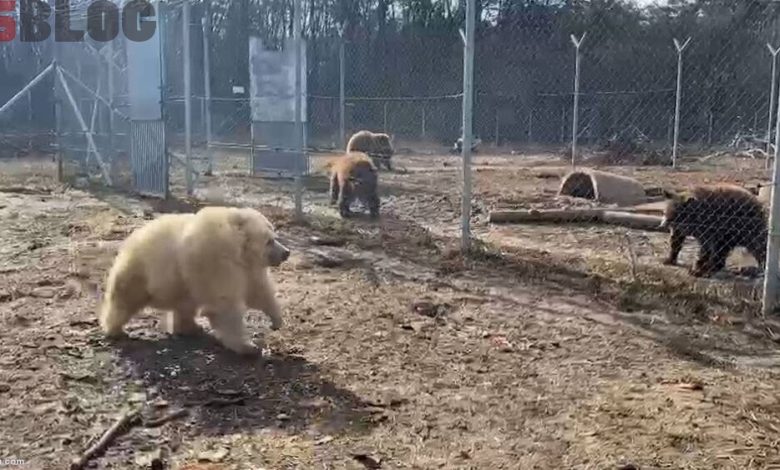 نجات خرس‌ها، ببرها، شیرها از حمله روسیه به اوکراین / عکس – بلاگی ها