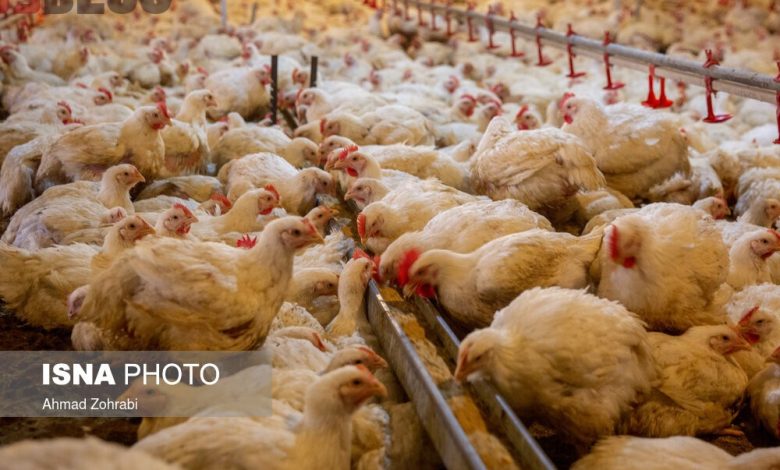 مرغ‌های بی‌مشتری روی دست مرغداران ماند! – بلاگی ها